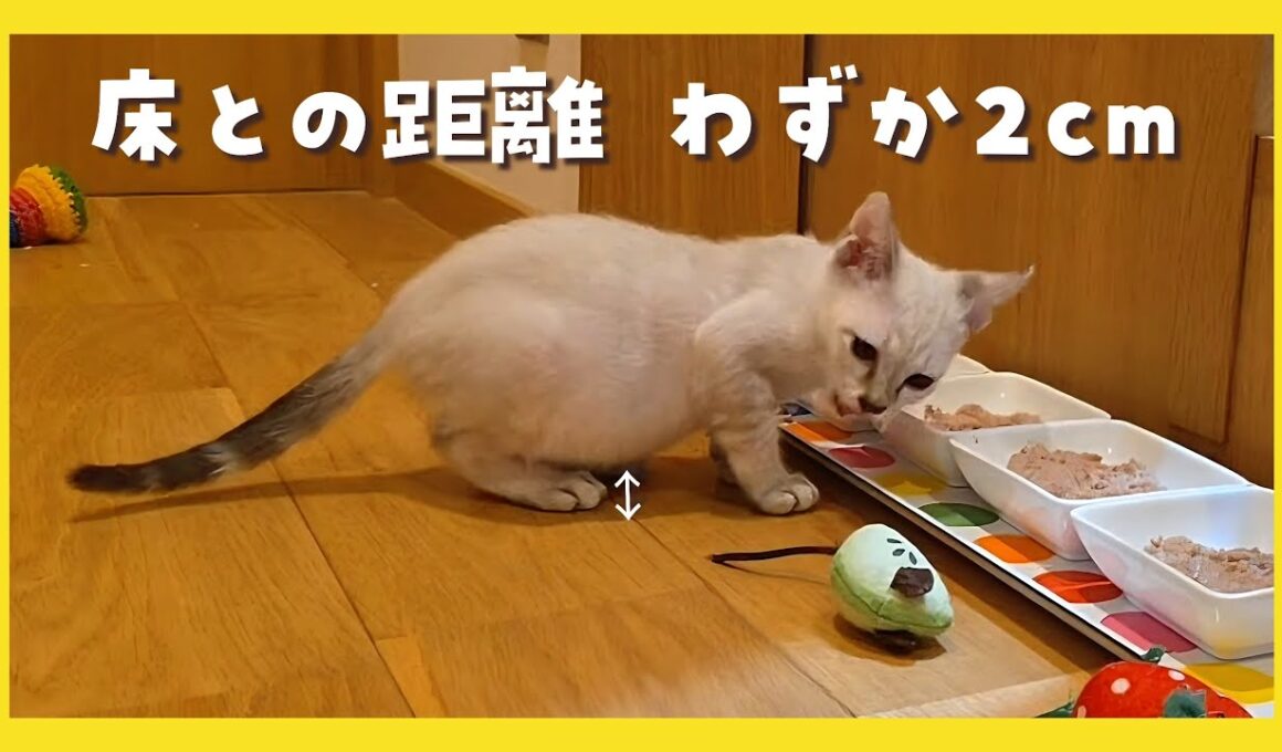 🔴【にこりら】ポテサラ離乳ライブ🍴