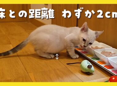 🔴【にこりら】ポテサラ離乳ライブ🍴