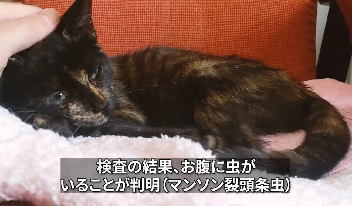 おなかに虫が…