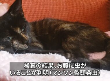 おなかに虫が…