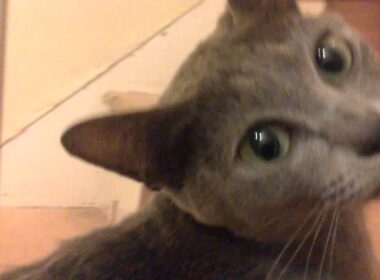 Candy our korat cat