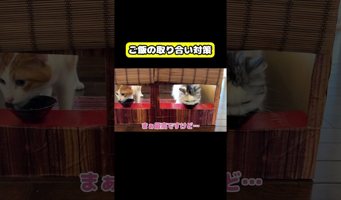 ご飯の取り合い対策…#猫 #おもしろ #アテレコ #ニャンチューバーつくし #一蘭