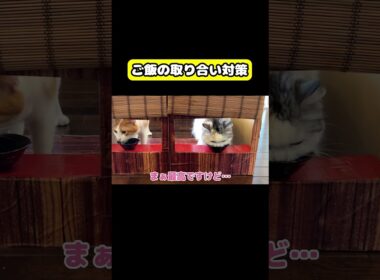 ご飯の取り合い対策…#猫 #おもしろ #アテレコ #ニャンチューバーつくし #一蘭