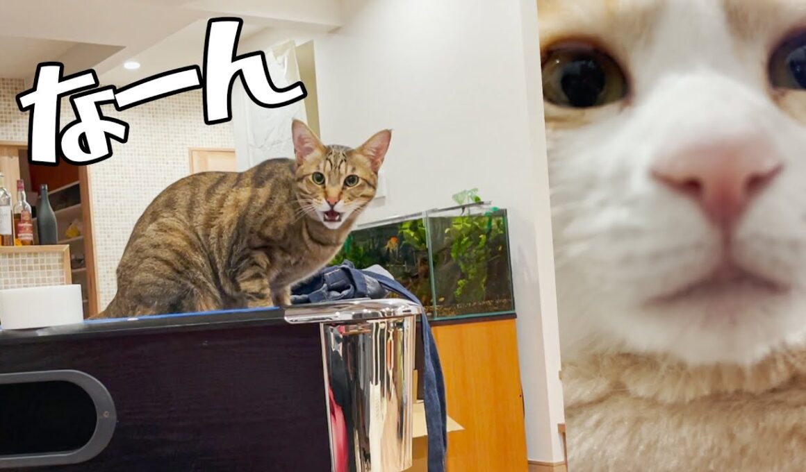 飼い主と目が合うと鳴く猫　#Shorts