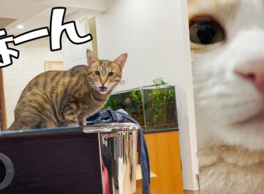 飼い主と目が合うと鳴く猫　#Shorts