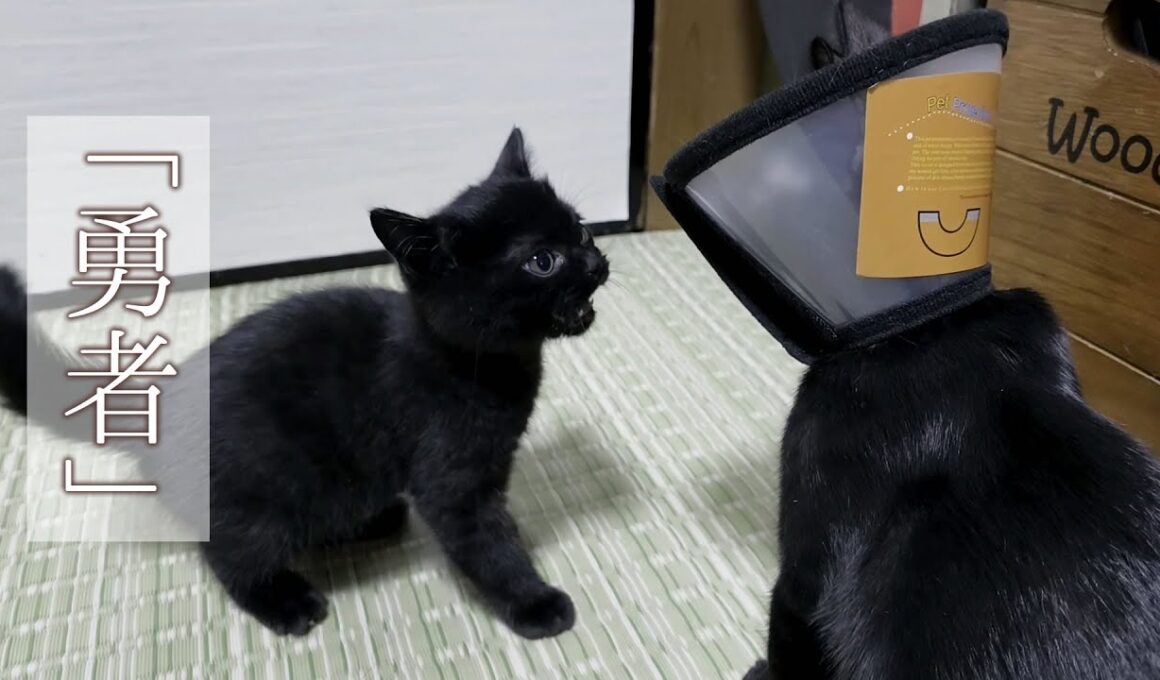 保護4日目 生後50日の子猫を初めて先輩猫に会わせたら 予想以上に勇ましすぎた。【育児放棄された 保護猫】