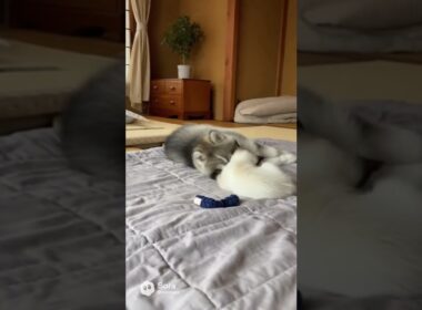 ハスキーの芸の真似をするシャム猫/A Siamese cat imitating a husky's tricks #cat #dog