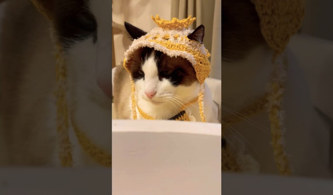 好きすぎて滅ですにゃ #shorts #猫のいる暮らし #スノーシュー猫