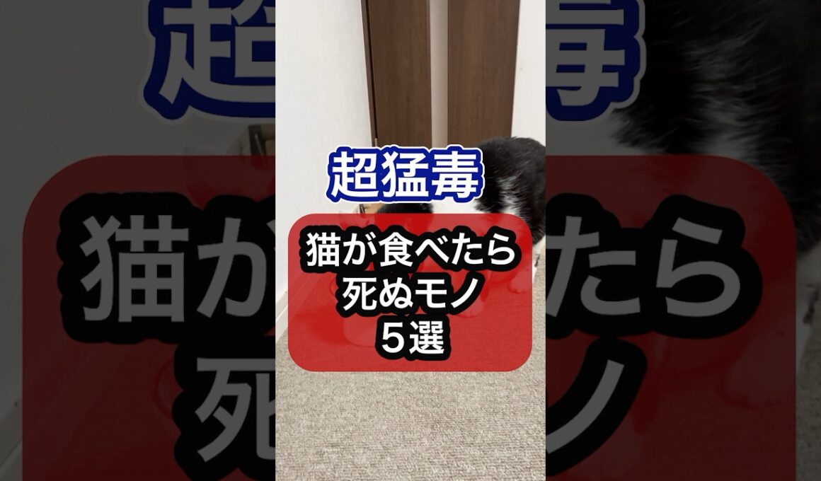超猛毒！猫が食べたら死ぬモノを獣医師が解説 #猫のいる暮らし #ねこ #猫 #保護猫 #キャットフード