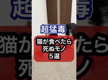 超猛毒！猫が食べたら死ぬモノを獣医師が解説 #猫のいる暮らし #ねこ #猫 #保護猫 #キャットフード