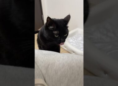 【驚愕】え、まさかそんな所にいるなんて…