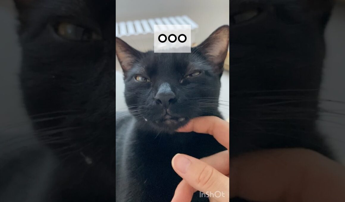 ご機嫌？な黒猫ボンベイ　#子猫 #cat #bombay #猫のいる暮らし #ねこのいる生活 #ねこ #ねこ動画 #かわいい #癒やし #しっぽ