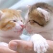 子猫達の仲良しすぎる姿に癒されて下さい【赤ちゃん猫　保護猫】