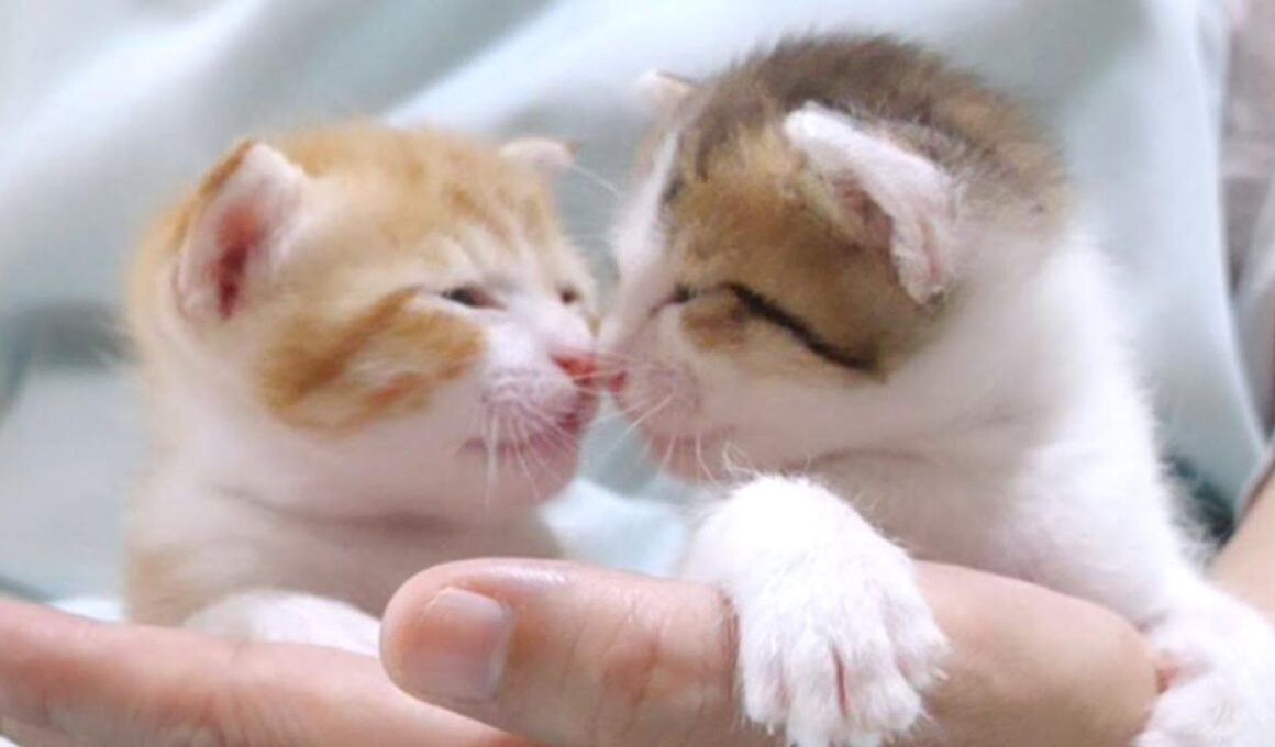 子猫達の仲良しすぎる姿に癒されて下さい【赤ちゃん猫　保護猫】