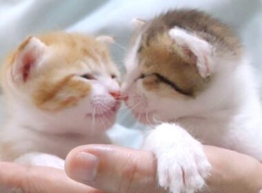 子猫達の仲良しすぎる姿に癒されて下さい【赤ちゃん猫　保護猫】