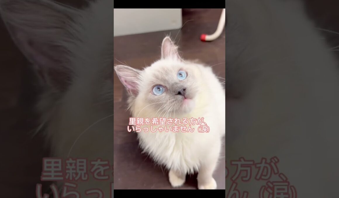 ハンディ→排泄がうまくコントロールできない状態です。【日中◦運動などする際には】マナーパンツなどで、自由に過ごしております。😊😸心優しい里親様、ご応募お待ちしております🙇‍♀️ #里親募集中