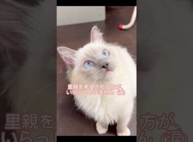 ハンディ→排泄がうまくコントロールできない状態です。【日中◦運動などする際には】マナーパンツなどで、自由に過ごしております。😊😸心優しい里親様、ご応募お待ちしております🙇‍♀️ #里親募集中