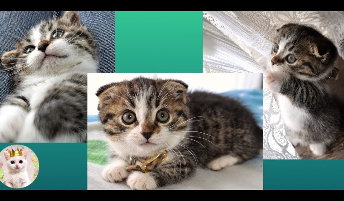 子猫の可愛い頃！短足マンチカンのレオン