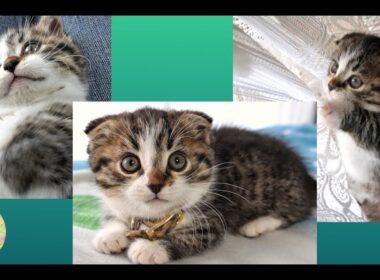 子猫の可愛い頃！短足マンチカンのレオン