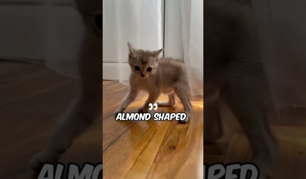 Smallest Cat Breeds #catlovers #catbreed #kitties @richyanimals