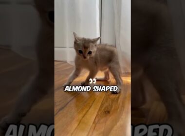 Smallest Cat Breeds #catlovers #catbreed #kitties @richyanimals