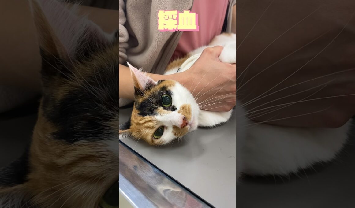 【スタッフのねこも健康診断】7歳！よく鳴くねこちゃん ♥️#動物病院 #ねこ #かわいい