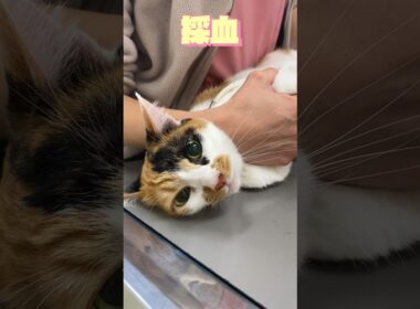 【スタッフのねこも健康診断】7歳！よく鳴くねこちゃん ♥️#動物病院 #ねこ #かわいい