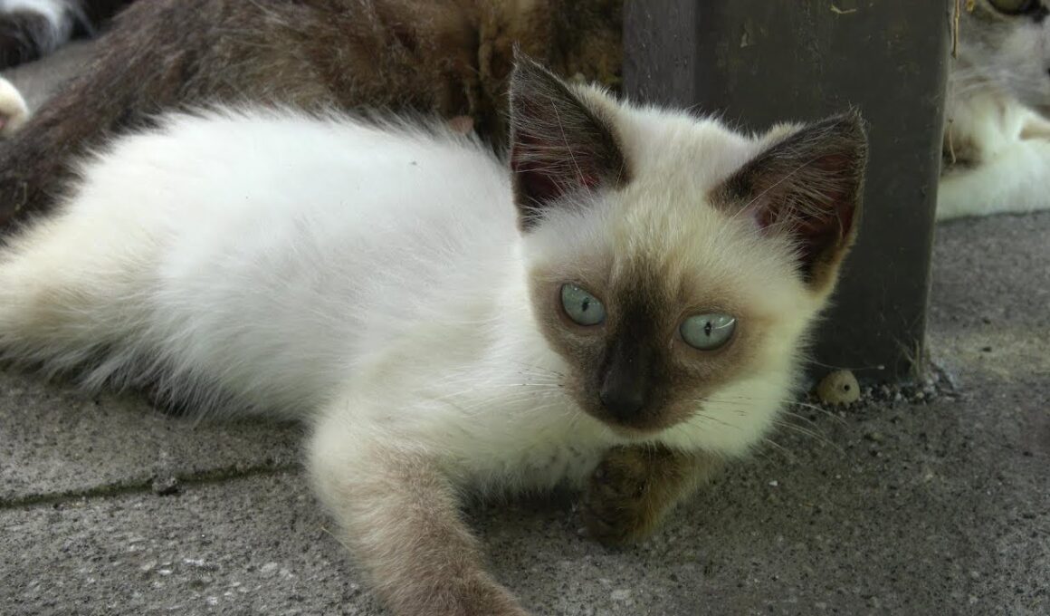 シャム子猫の思い出未公開映像📹😻😹