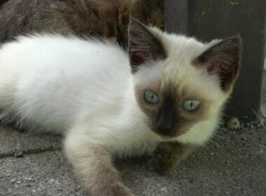 シャム子猫の思い出未公開映像📹😻😹