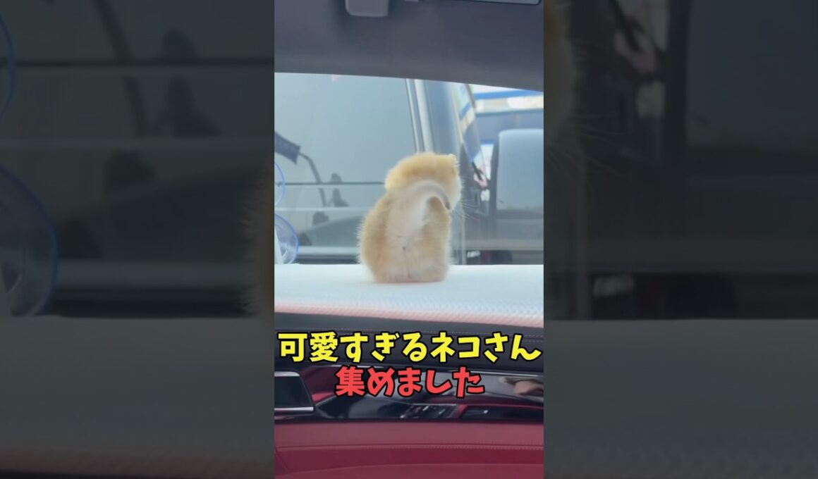 絶対再生ボタン押したら終わり猫映像#猫　#猫のいる暮らし　#猫動画　#ねこ　#可愛い　#かわいい　#可愛すぎる　#2ch　#癒し　#ペット　#動物　#2ch 　#shorts