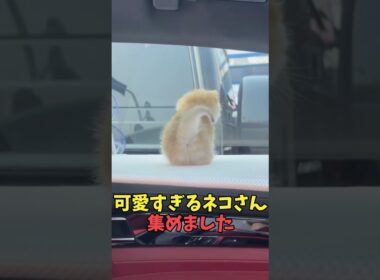 絶対再生ボタン押したら終わり猫映像#猫　#猫のいる暮らし　#猫動画　#ねこ　#可愛い　#かわいい　#可愛すぎる　#2ch　#癒し　#ペット　#動物　#2ch 　#shorts