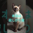 甘え下手な猫5選　#ツンデレ猫#甘えべた猫