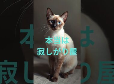 甘え下手な猫5選　#ツンデレ猫#甘えべた猫