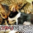 子猫が”思いやり”に気づいていくまで。