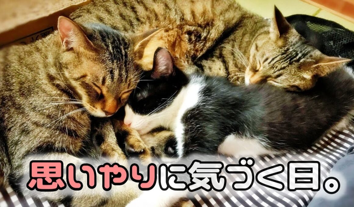 子猫が”思いやり”に気づいていくまで。