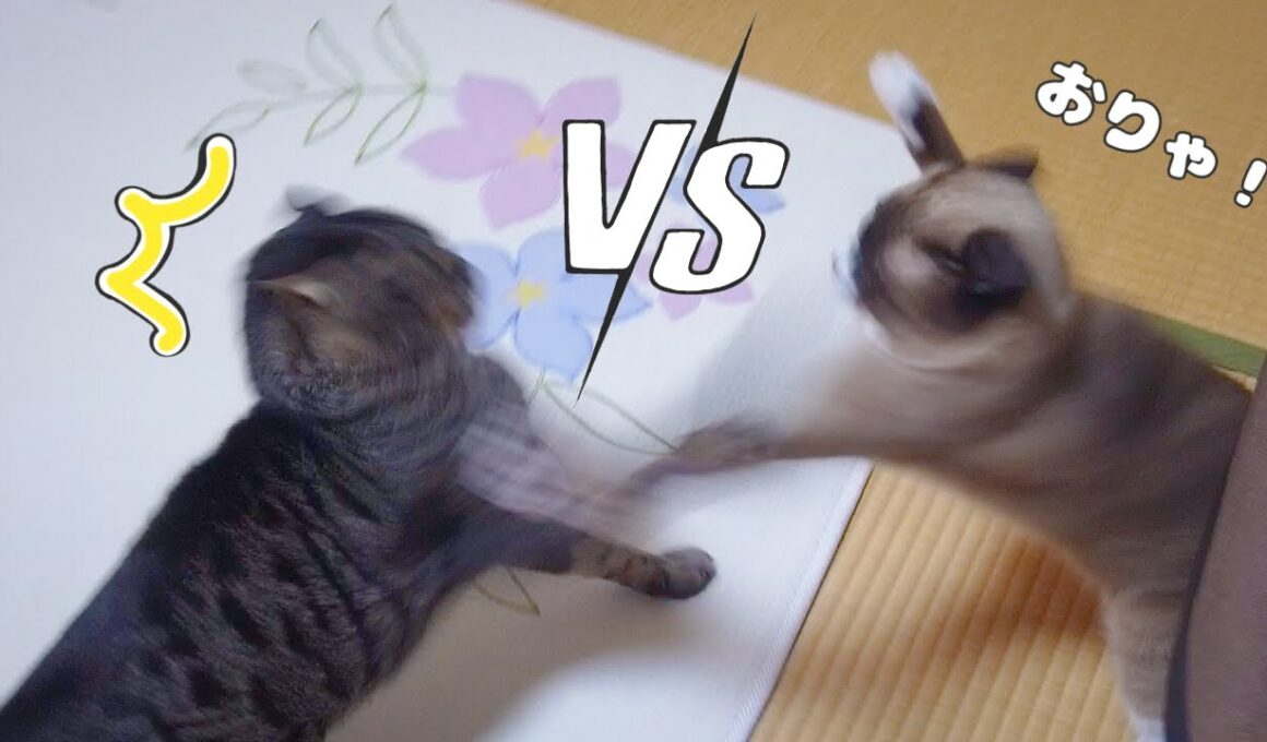 猫の殴り合いのケンカと平和すぎる解決…