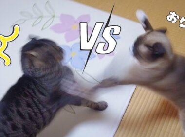 猫の殴り合いのケンカと平和すぎる解決…