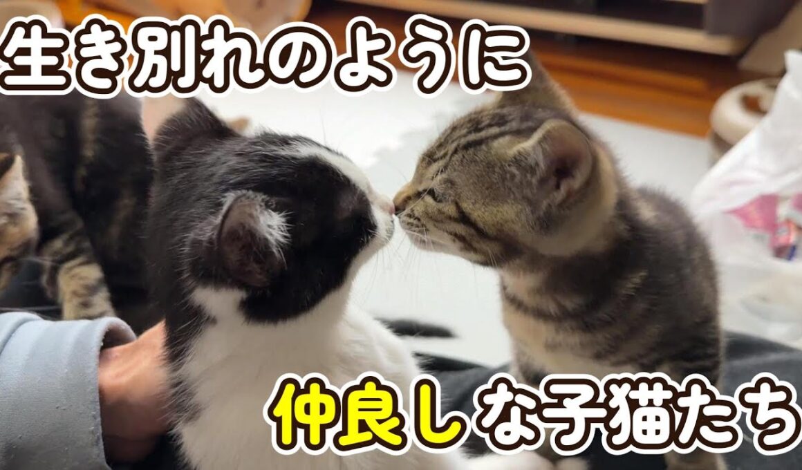 生き別れのように仲良しな子猫たち