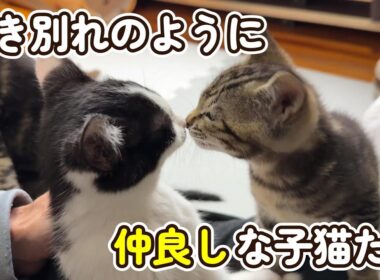 生き別れのように仲良しな子猫たち