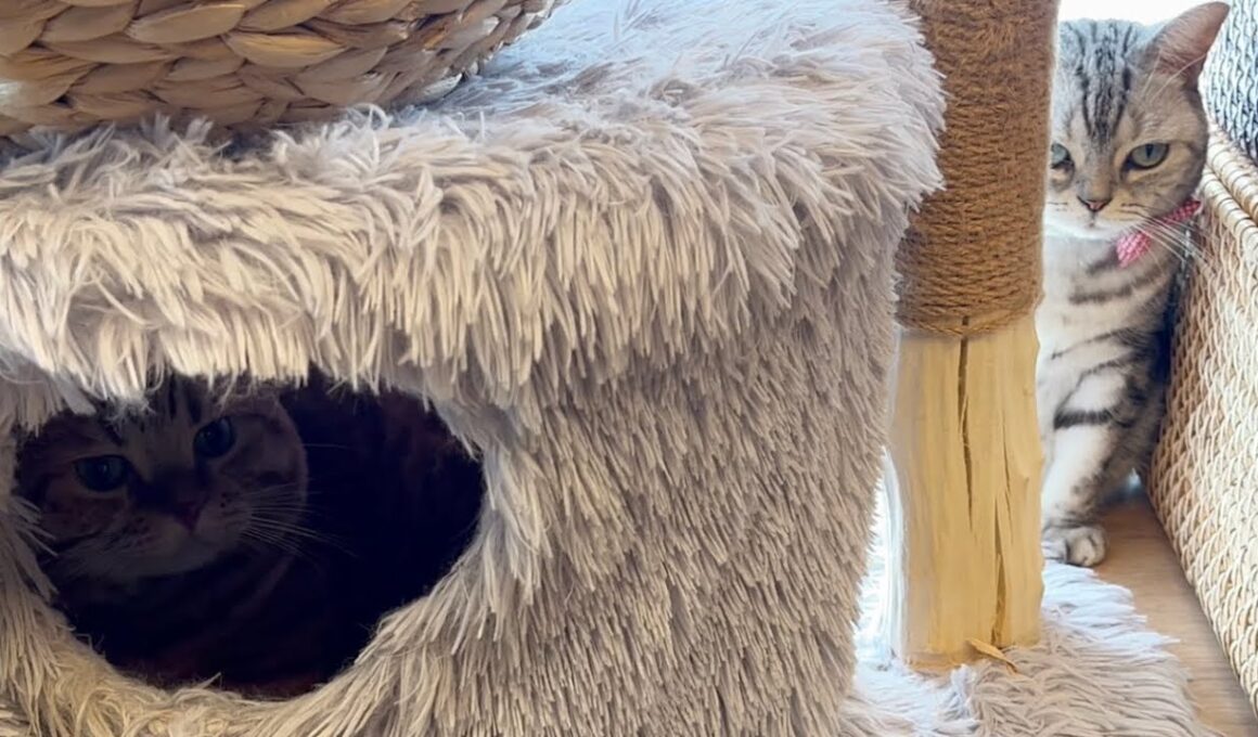 球体であいちゃんが寝るのを嫌がったくせに自分はあいちゃんの寝床で堂々と寝るマンチカンの茶々パパとなんか納得がいかないアメリカンショートヘアのあいちゃん。