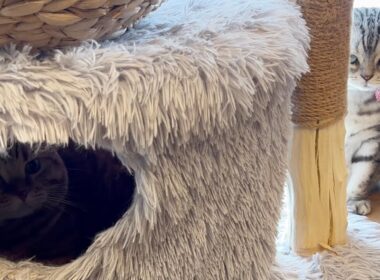 球体であいちゃんが寝るのを嫌がったくせに自分はあいちゃんの寝床で堂々と寝るマンチカンの茶々パパとなんか納得がいかないアメリカンショートヘアのあいちゃん。