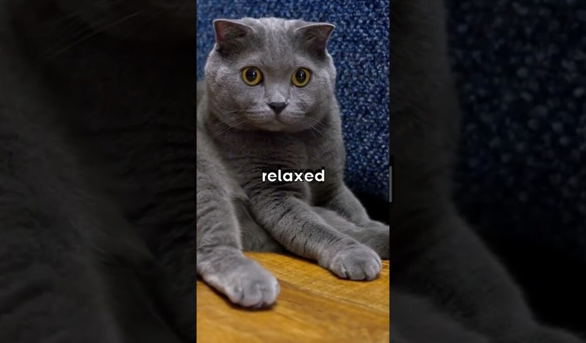 飼いやすい猫種トップ3 - 最後の猫が最高