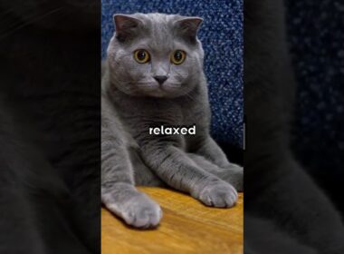 飼いやすい猫種トップ3 - 最後の猫が最高