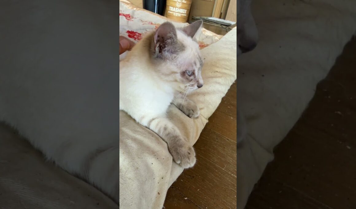 シャムの子ネコ雫、なでなで。ちょっと、シャイな雫ちゃん