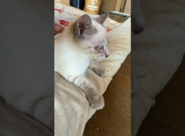 シャムの子ネコ雫、なでなで。ちょっと、シャイな雫ちゃん