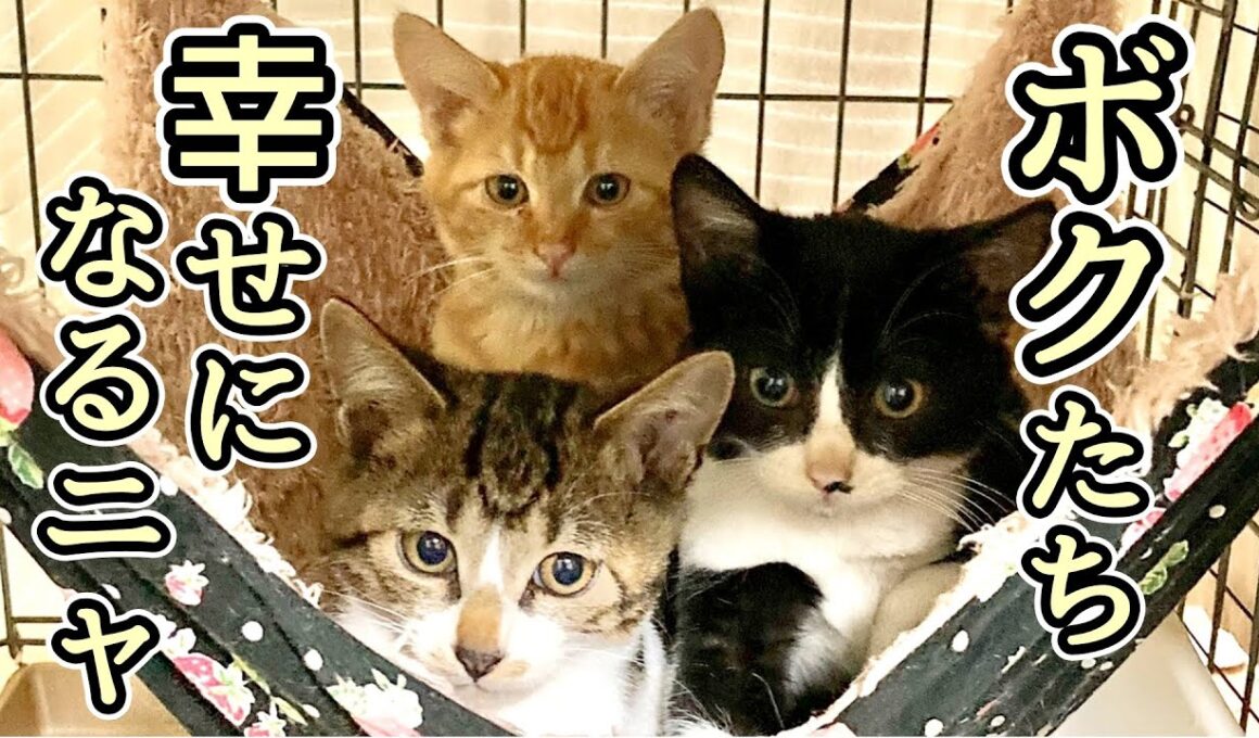 3時間で子猫3匹を次々と捕まえた一部始終をお伝えします【TNR・保護猫活動】