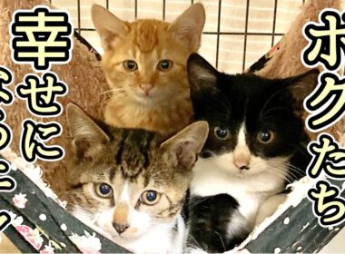 3時間で子猫3匹を次々と捕まえた一部始終をお伝えします【TNR・保護猫活動】