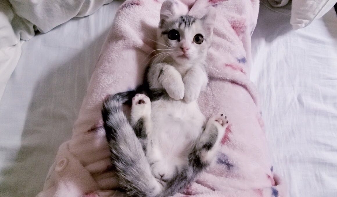 [子猫] ママと2人きりの時間がほしい子猫はこちらです  #35