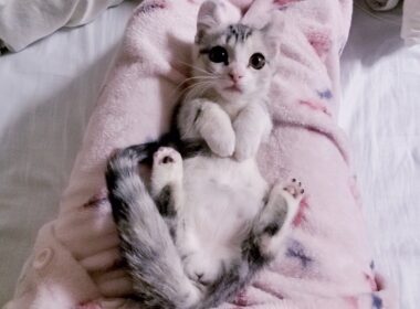 [子猫] ママと2人きりの時間がほしい子猫はこちらです  #35