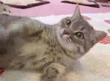 Munchkin cat マンチカン たんぽぽちゃん